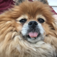 Illustration for article titled Fur Face Friday: Reminding you what day of the week it is